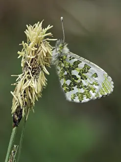 Papilionoidea Prints: Orange tip butterfly (Anthocharis cardamines) female resting on Sedge flowers