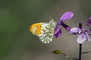 Orange tip butterfly (Anthocharis cardamines) male, visiting Herb Robert flower