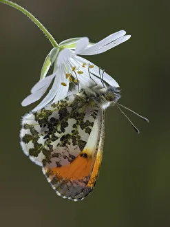 Caryophyllaceae Prints: Orange tip butterfly (Anthocharis cardamines) male on Greater stitchwort flower in