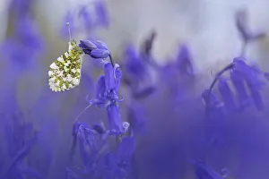 Hyacinthoides Prints: Orange Tip Butterfly (Anthocharis cardamines) male resting on Bluebell (Endymion