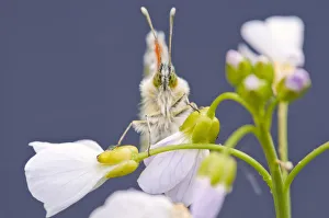 Orange Tip butterfly {Anthocharis cardamines} male resting on Cuckooflower {Cardamine pratensis}