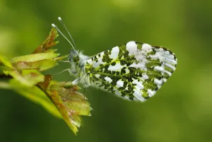 Orange-tip butterfly (Anthocharis cardamines) male resting on a leaf wings closed