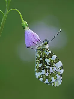 February 2023 Highlights Prints: Orange tip butterfly (Anthocharis cardamines) roosting at dawn on Cuckooflower (Cardamine pratensis)