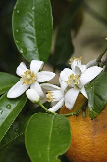 Flowers Gallery: Orange tree (Citrus sinensis) flowers and fruit, Crete, Greece, April 2009