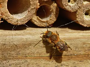 Insect House Prints: Orange-vented mason bee (Osmia leaiana) female