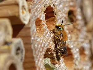 Insect House Prints: Orange-vented mason bee (Osmia leaiana) female
