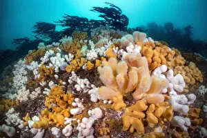 Seaweed Gallery: Orange and white soft corals, Dead mans fingers (Alcyonium digitatum