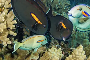Acanthuridae Prints: Orangeband surgeonfish (Acanthurus olivaceus)