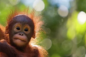 Negative Space Prints: Orangutan baby (Pongo pygmaeus) head portrait of baby