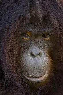 Images Dated 16th April 2007: Orangutan {Pong pygmaeus} portrait, Sungai Kinabatangan, Sabah, Borneo, Malaysia