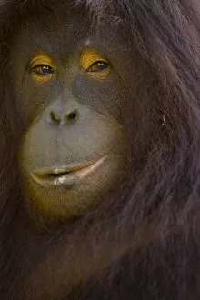 Orangutans Collection: Orangutan {Pong pygmaeus} portrait, Sungai Kinabatangan, Sabah, Borneo, Malaysia