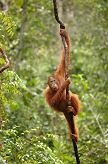 Orangutans Collection: Orangutan {Pongo pygmaeus} adult climbing vine, Rehabilitation sanctuary, Tanjung