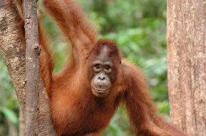 Orangutan {Pongo pygmaeus} adult in tree, Rehabilitation sanctuary, Tanjung Puting National Park