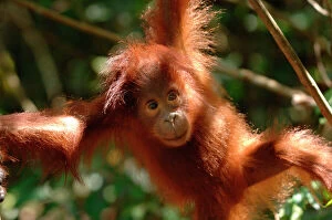 Babies Gallery: Orangutan {Pongo pygmaeus} baby swinging in the trees, Rehabilitation sanctuary
