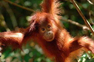 orangutan pongo pygmaeus baby swinging trees