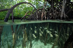 Split Level Prints: Orbiculate Cardinalfish (Sphaeramia orbicularis) school sheltering amongst roots of mangroves (Rhizophora sp)