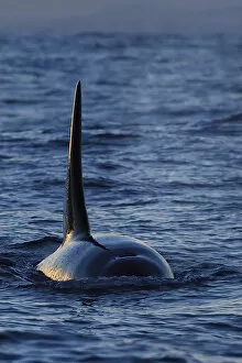 Images Dated 28th January 2015: Orca / Killer whale (Orcinus orca) surfacing, showing dorsal fin from the front, Senja
