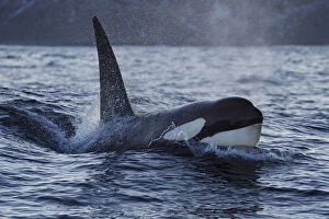 Whales Gallery: Orca / Killer whale (Orcinus orca) surfacing, Senja, Troms County, Norway, Scandinavia, January