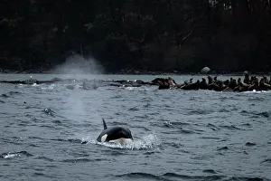Eared Seal Prints: Orca (Orcinus orca) hunting group of Steller sea lions (Eumetopias jubatus)