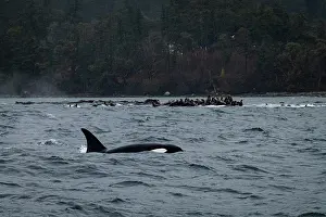 Eared Seal Prints: Orca (Orcinus orca) hunting group of Steller sea lions (Eumetopias jubatus)