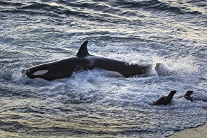2019 December Highlights Gallery: Orca (Orcinus orca) hunting South American sealion (Otaria flavescens) close to shore