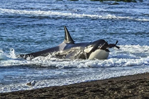2019 December Highlights Collection: Orca (Orcinus orca) with South American sealion (Otaria flavescens) in mouth, beaching