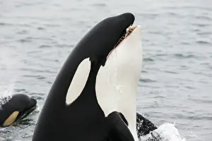 Delphinidae Prints: Orca (Orcinus orca) spyhopping with Pink salmon (Oncorhynchus gorbuscha) prey in mouth