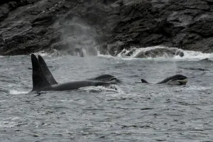 Orca (Orcinus orca) surfacing and blowing, Shetland, Scotland, UK, August