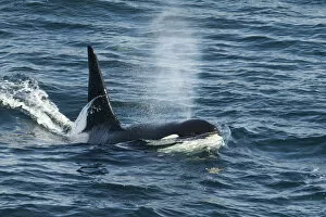 Orca (Orcinus orca) surfacing and blowing, Shetland, Scotland, UK, August