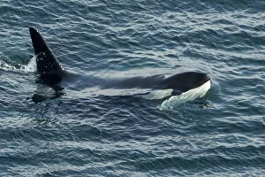 UK Wildlife August Gallery: Orca (Orcinus orca) surfacing, Shetland, Scotland, UK, August