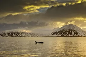 Images Dated 25th January 2016: Orca (Orcinus orca) swimming in sea surrounded by mountains at sunset, Iceland, January