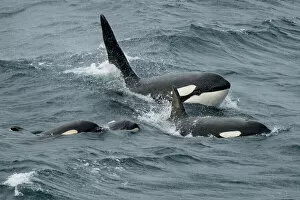 Surface Collection: Orca whales (Orcinus orca) pod surfacing together, Shetland, Scotland, UK. April