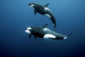 Orcas / Killer whales (Orcinus orca) swimming in open water, Three Kings Islands, New Zealand