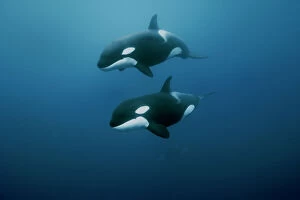 Whales Collection: Orcas / killer whales (Orcinus orca) swimming in open water, Three Kings Islands, New Zealand