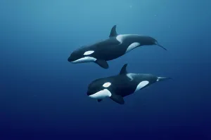 Orcas / killer whales (Orcinus orca) swimming in open water, Three Kings Islands, New Zealand