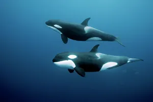 Orcas / killer whales (Orcinus orca) swimming in open water, Three Kings Islands, New Zealand