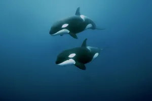 Negative Space Prints: Orcas / killer whales (Orcinus orca) swimming in open water