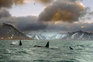 At Home in the Wild Gallery: Orcas (Orcinus orca) pod feeding on herring, wide shot showing surrounding landscape