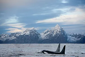 Nordic Countries Prints: Two Orcas (Orcinus orca) swimming side by side at sea surface with snow-covered mountains in background
