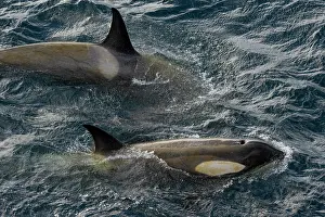Elevated View Prints: Two Orcas (Orcinus orca) Type B1