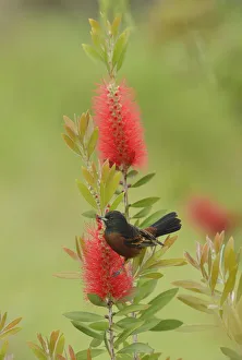 Myrtaceae Prints: Orchard oriole (Icterus spurius) male feeding on Lemon bottlebrush (Callistemon pallidus) flowers