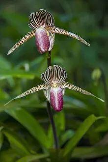 Images Dated 16th April 2007: Orchid flower, Mount Kinabalu NP, Sabah, Borneo, Malaysia