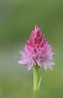 Images Dated 30th June 2014: Orchid (Nigritella cornelliana) Mercantour National Park, Provence, France, June