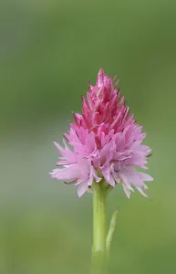 Orchid (Nigritella cornelliana) Mercantour National Park, Provence, France, June