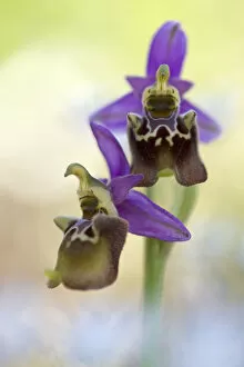 Orchid (Ophrys apulica) in flower, Vieste, Gargano National Park, Gargano Peninsula