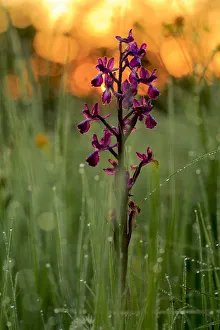 Images Dated 10th May 2014: Orchid (Orchis langei) in sunset light, Sierra de Grazalema Natural Park, southern Spain, May