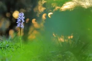 Orchis Prints: Orchid (Orchis olbiensis), Sierra de Grazalema Natural Park, Benaocaz, southern Spain, May