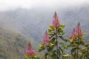Montane Forest Collection: Oreocallis grandiflora (Proteaceae family), Manu Cloud forest at 3500 metres altitude, Peru