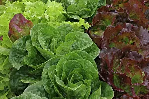 Asterales Prints: Organic lettuce (Lactuca sativa) growing, Maryland, USA, July