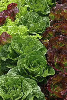 Asterales Prints: Organic lettuce (Lactuca sativa) growing, Maryland, USA, July
